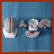 Human Anatomy Gray Brain Model (3 PCS) Produtos Médicos